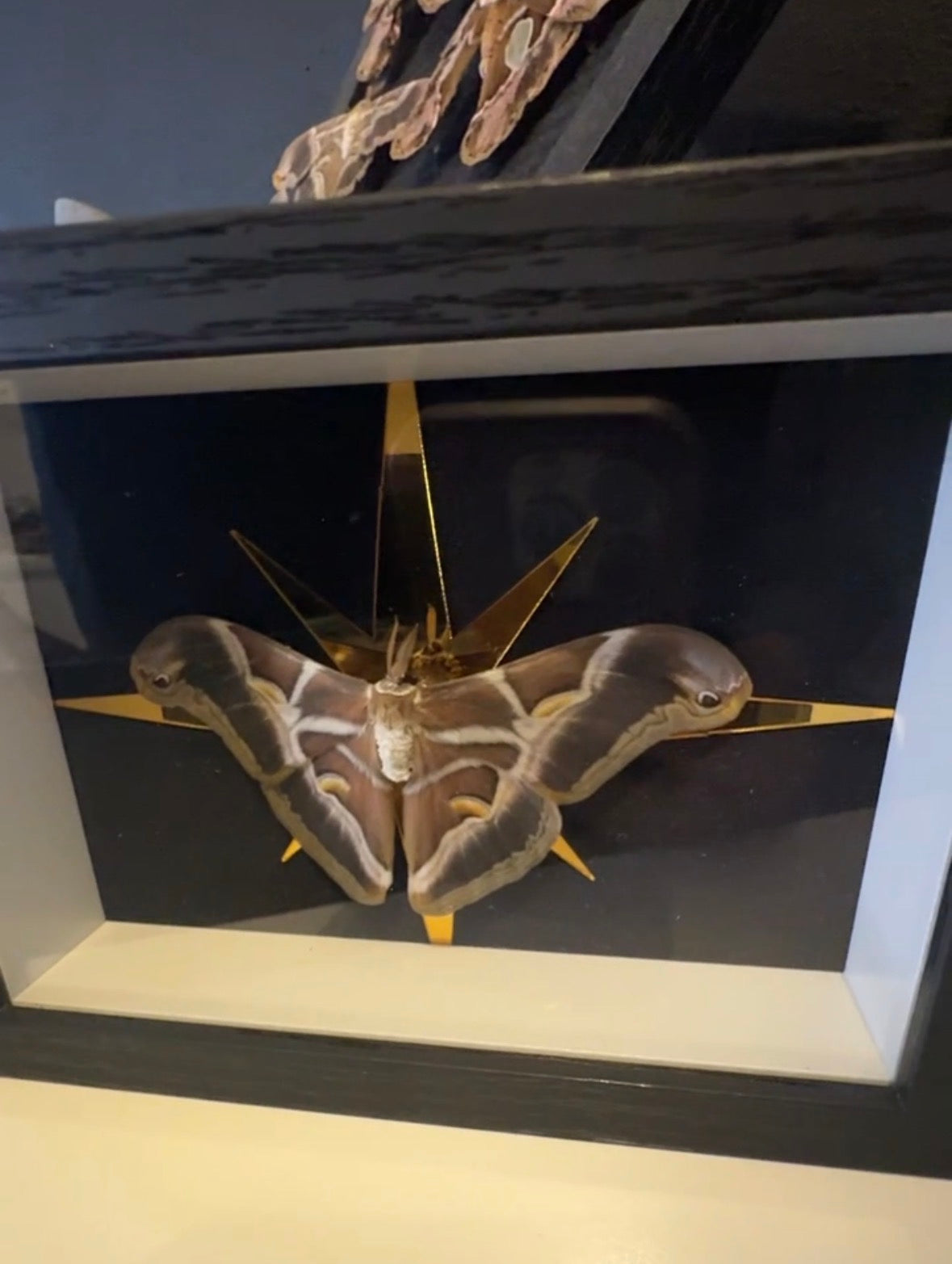 Solaris Moth
