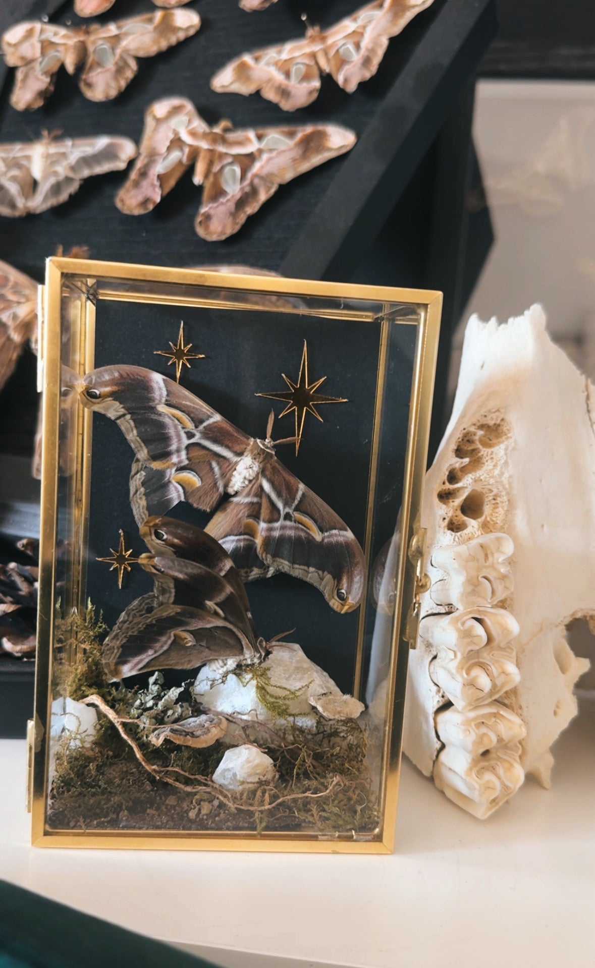 Celestial Night Moths