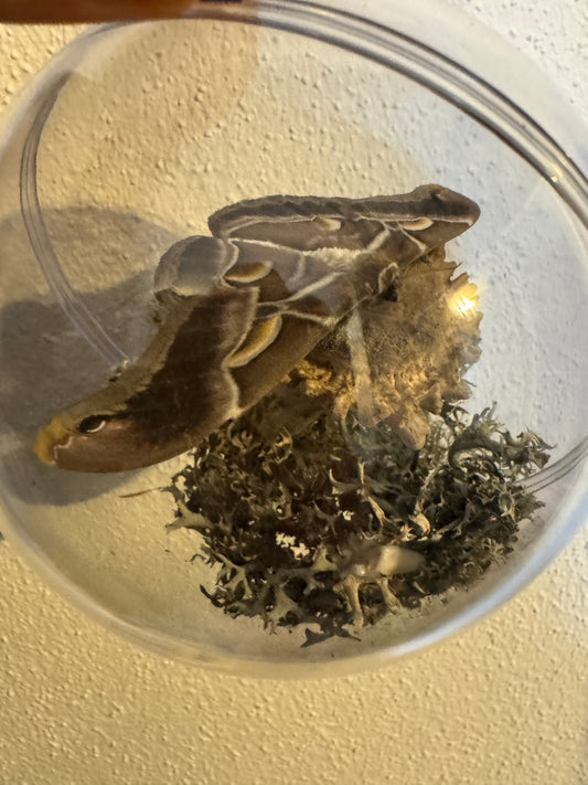 Nature Spell in a Sphere