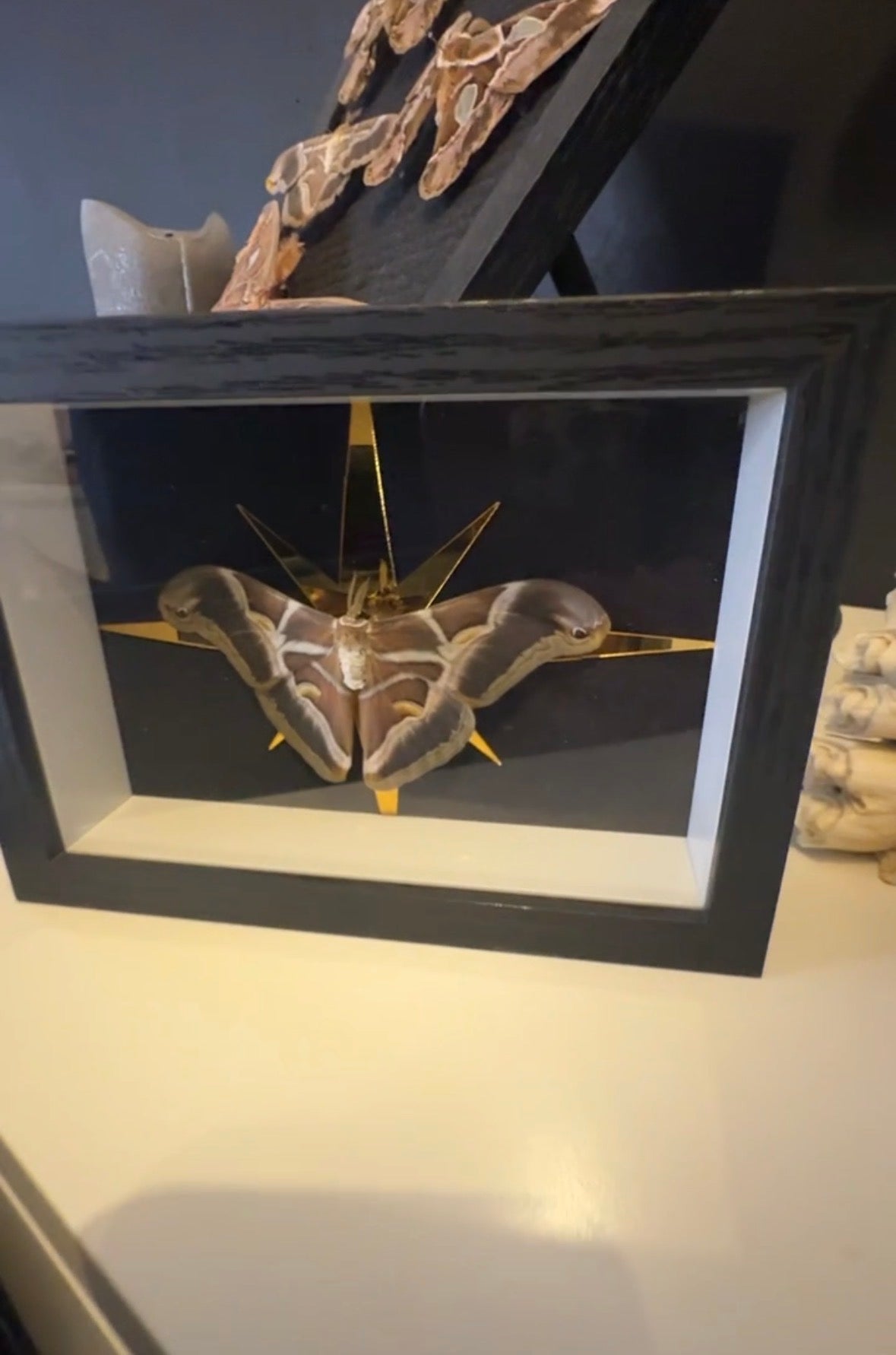 Solaris Moth