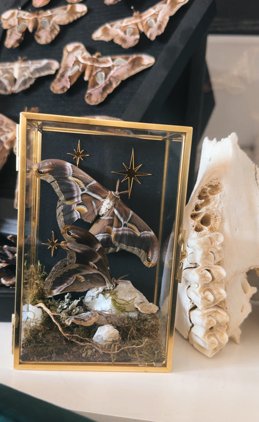 Celestial Night Moths