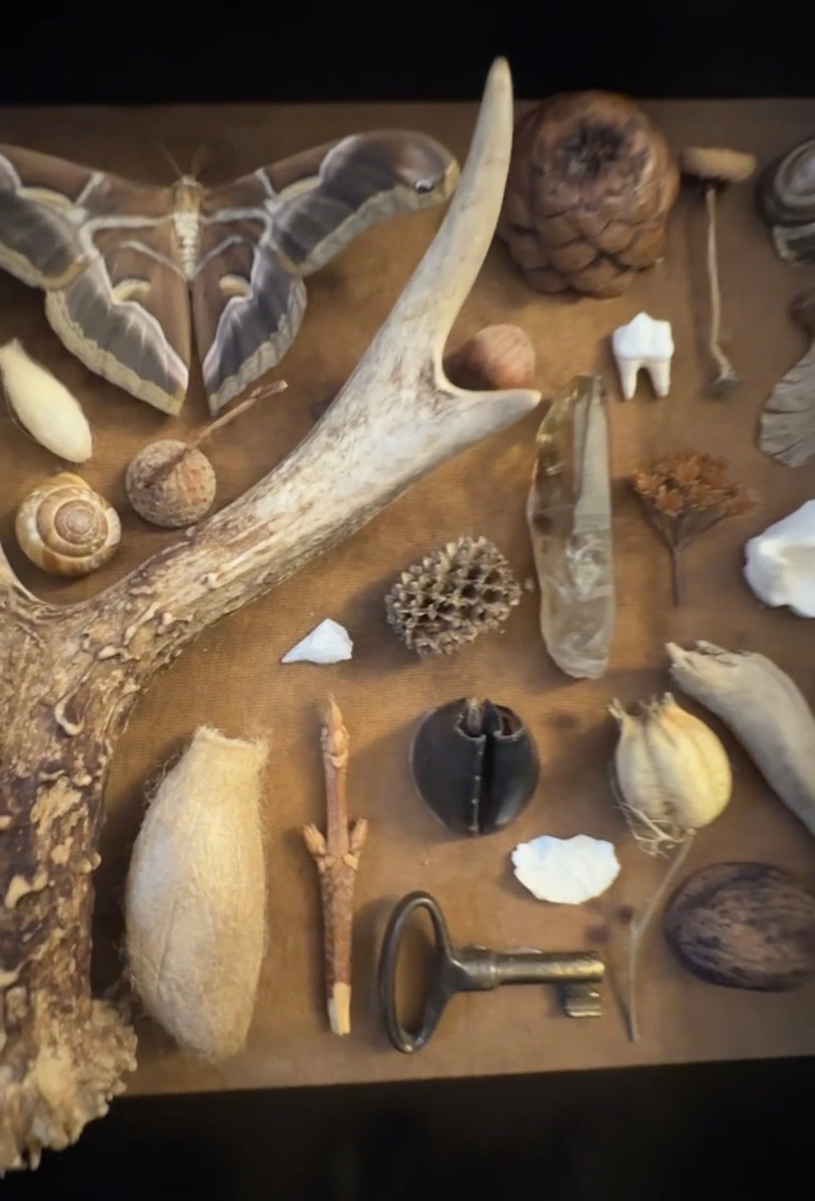 The Collector’s Cache